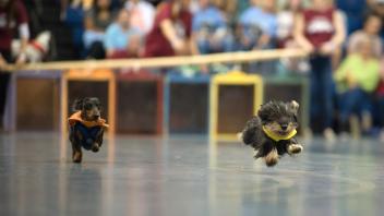 Picnic Day- Doxie Derby